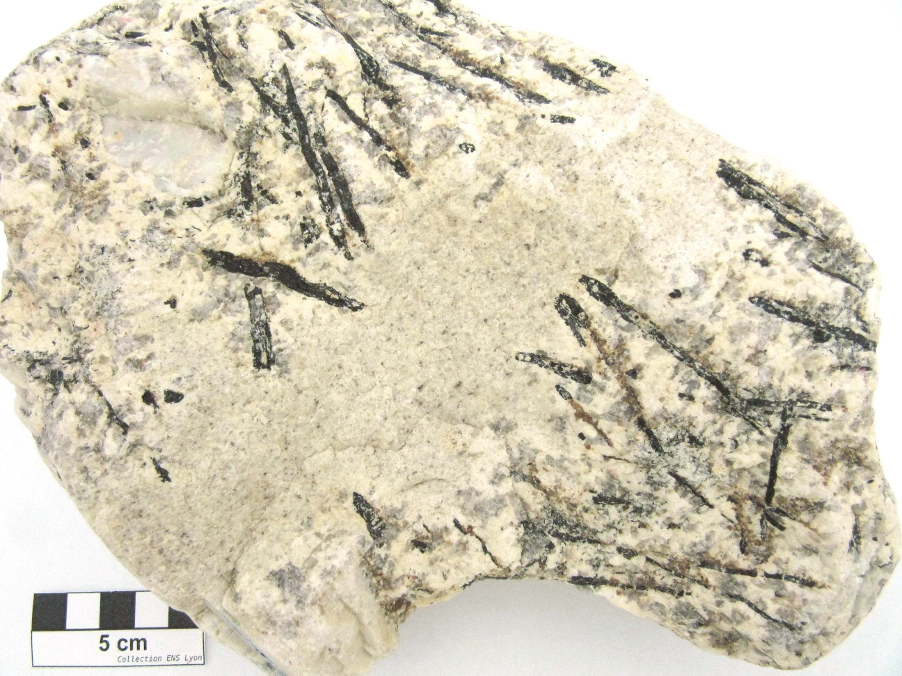 Granite porphyrique à tourmaline Granite porphyrique à tourmaline Massif armoricain  Roscoff 